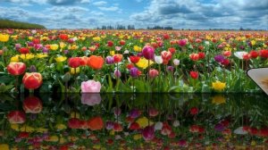 Самые красивые цветущие поля планеты.