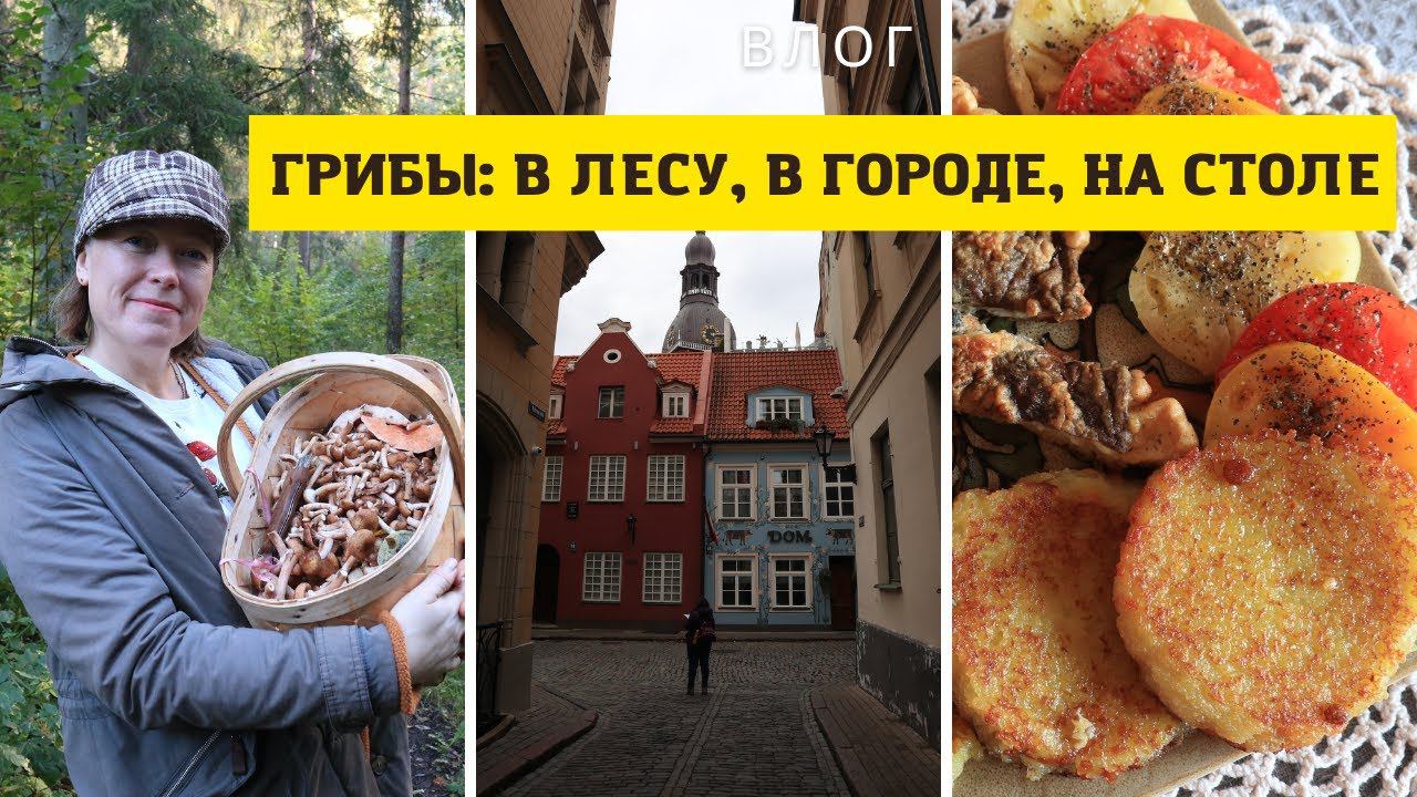 Влог / Грибы в лесу, в городе и на столе смотреть онлайн