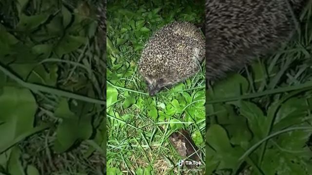 ТикТок#ежик?#природа#животные#подписывайтесь смотреть онлайн
