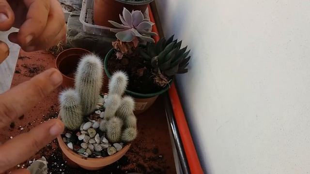 Repotting my old man cactus and my Queen of the night ( Epiphyllum Oxypetalum ) смотреть онлайн