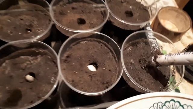 сажаем тыкву топовый метод. смотреть онлайн