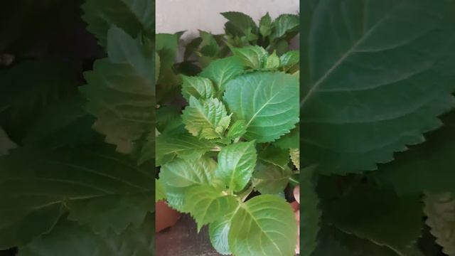 Крупнолистные гортензии из Европы подрастают))) смотреть онлайн
