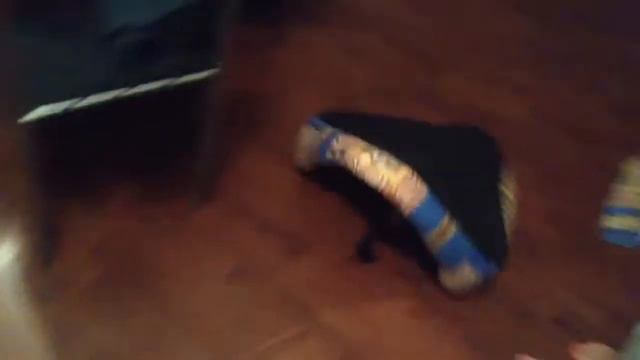 Стаффордширский бультерьер Кэсси / staffordshire bull terri смотреть онлайн