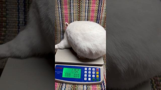 Гермелин самец Ной смотреть онлайн