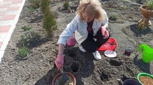 Как сажать гладиолусы