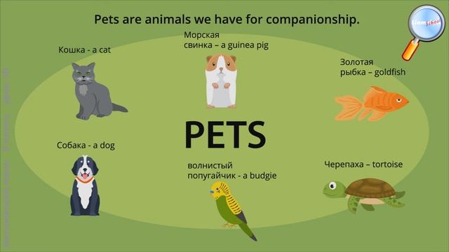 Английский язык 5 класс (Урок№30 - My pet.) смотреть онлайн