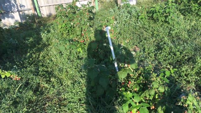 малина полька особенности выращивания описание сорта #МАРАВИЛЛА #ЗЮГАНА #МАПЕМА #ПОЛЬКА Бизнес идеи смотреть онлайн