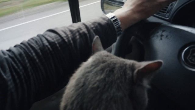 Киров + Краснодар. Домашний переезд. Кузя со мной) смотреть онлайн