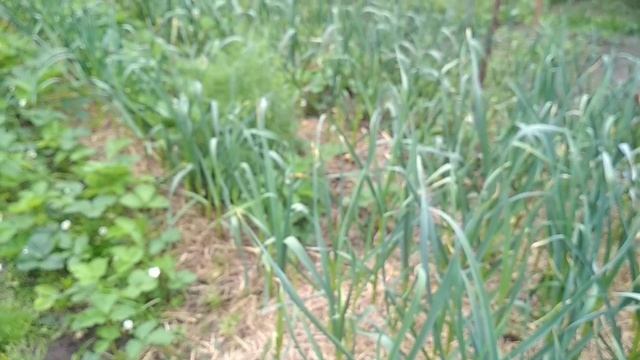 Грядки на початок літа Метод О Савіна смотреть онлайн