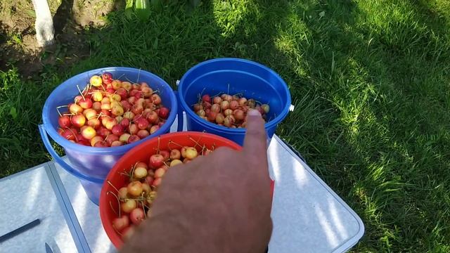 Черешня Гастинец 11.07.2023 Беларусь смотреть онлайн