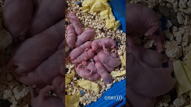 шуша умеет считать/ как спят крысята /малышам 4 дня #крыса #дамбо #крысята смотреть онлайн