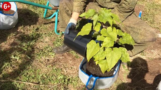 Катальпа - пересадка в 27 литровый тканевый контейнер. смотреть онлайн