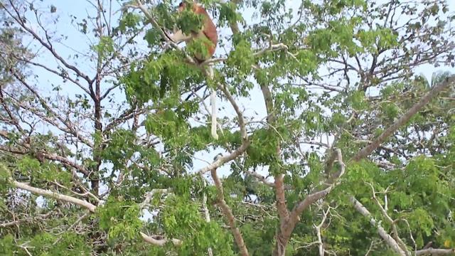 носатые обезьяны в Бако смотреть онлайн