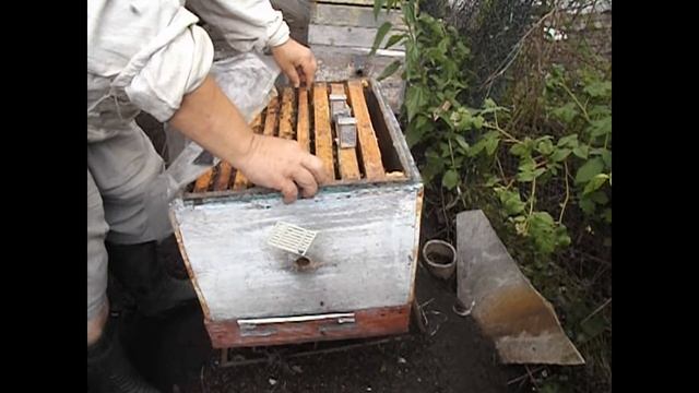 работа на пасеке в июне - смена матки в семье пчел,  перед главным медосбором