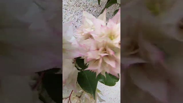 Bougainville # home garden # flowers #pink #bougainvillea #flower #nature #naturephotography смотреть онлайн