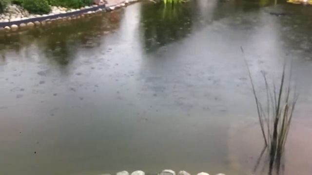 Пруд в Щапово смотреть онлайн