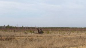 Ловля тайником.Лесной жаворонок.Юла.