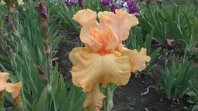 Цветение ирисов 2021 год. Коллекция Гречишниковой Татьяны Александровны. смотреть онлайн