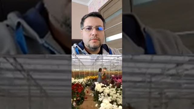 Прямой эфир из Нидерландов, Как выращивают ранункулюс смотреть онлайн