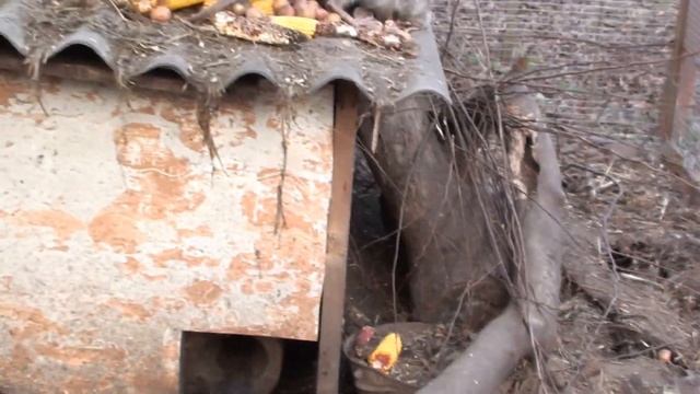 Нутрии будут зимовать на улице в вольерах. смотреть онлайн