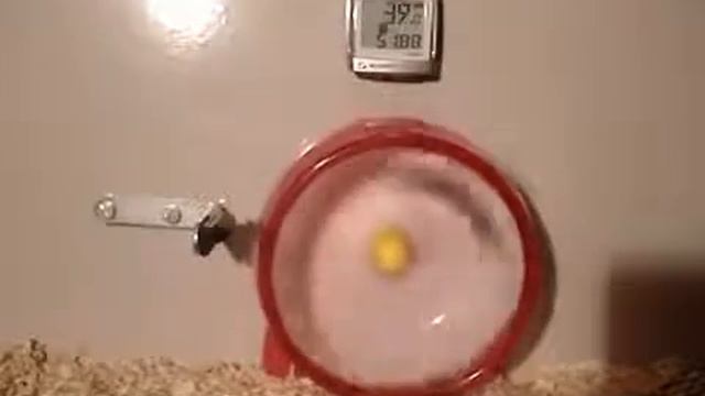 Приколы !!!Смешные кошки ,собаки, любимые животные смотреть онлайн