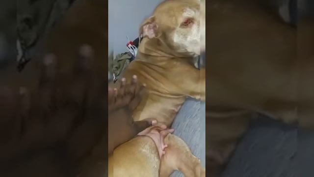 Pregnant pitbull dog 4 weeks pregnant смотреть онлайн