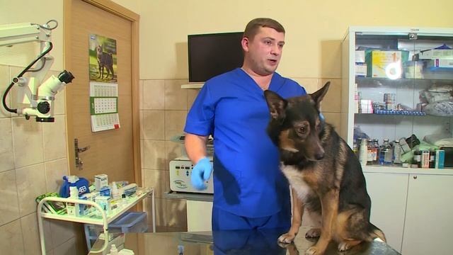 Как сделать уколы собаке смотреть онлайн