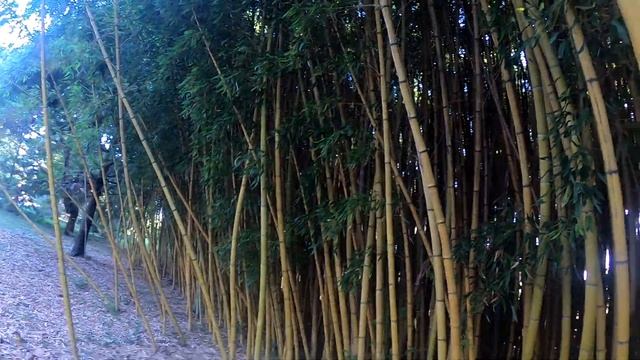 Адлер 2020. Парк "Южные культуры". смотреть онлайн