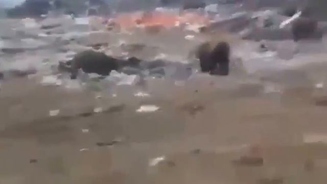 Обалдеть ,сколько медведей! на Магаданской свалке! смотреть онлайн