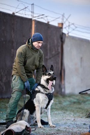 Выпускник питомника ВЕО Русский Амулет Елеон