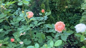 🌹 Sonnenwelt Rose / Kordes Roses / KORmelaus / Saint Adrien