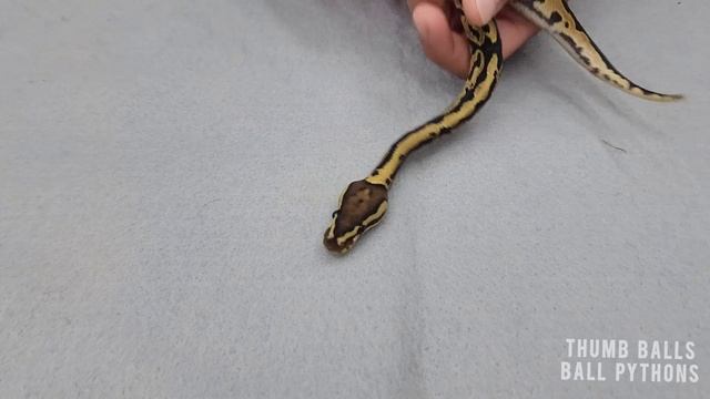 Ball Python Clutch 5 Update: Yellowbelly X Firefly Yellowbelly смотреть онлайн