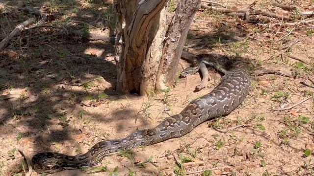 Python vore смотреть онлайн