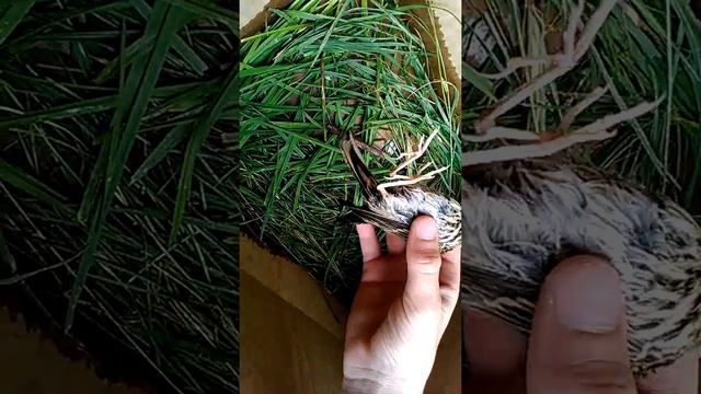 СПАСЛИ ПТЕНЦА КОТОРЫЙ УПАЛ С КРЫШИ ДОМА смотреть онлайн