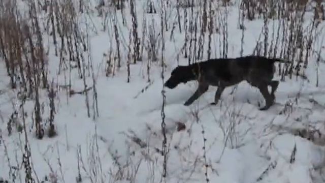 Курцхаар Грэй по куропатке зимой смотреть онлайн
