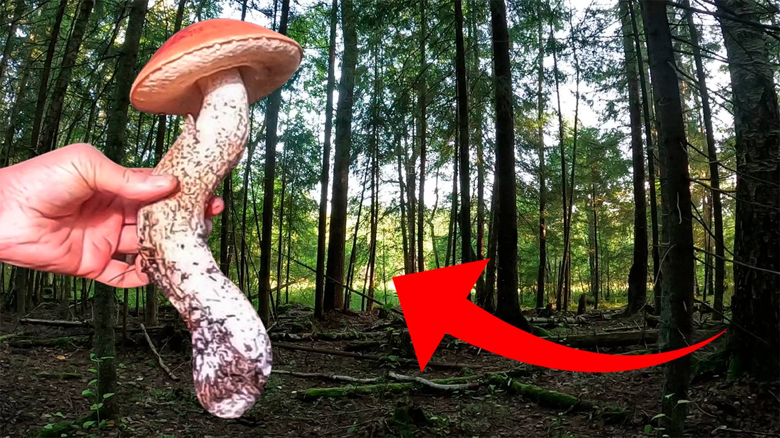 ВЫ ТОЛЬКО ПОСМОТРИТЕ НА ЭТО! НАШЕЛ САМЫЙ МОЩНЫЙ ГРИБ В МИРЕ.ТИХАЯ ОХОТА УДАЛАСЬ! ГРИБЫ 2024 смотреть онлайн