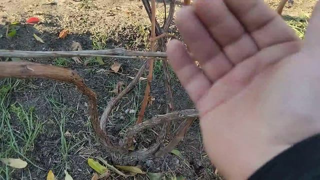 Усиленное звено, формировка куста на урожай, лоза на прививках этого года.