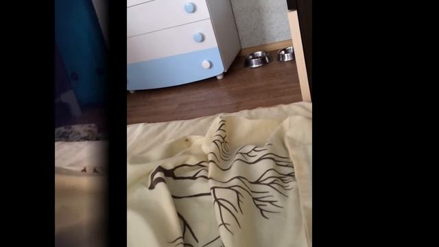Щенок Лабрадора лает на камеру. Labrador Puppy barking at the camera смотреть онлайн