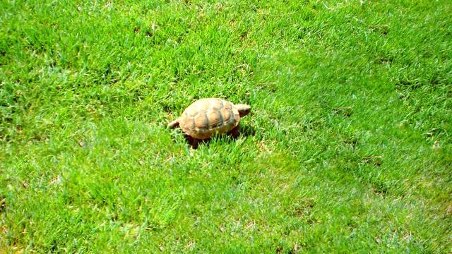 Путешествие по Турции Кадошникова Арина, 14 лет смотреть онлайн