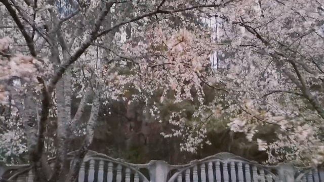 КАК ЖЕ КРАСИВО ПОЮТ СОЛОВЬИ НА ДАЧЕ! Пение птиц, трель соловья смотреть онлайн
