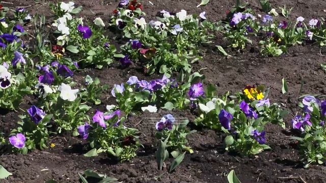 Режим самоизоляции прервал работу златоустовских парков, но не отменил праздничную атмосферу в них