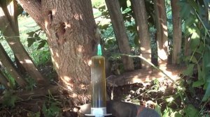 Как  навсегда избавиться от любого дерева и его поросли.