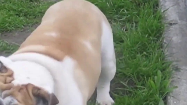 веселые истории из жизни собак и их хозяев смотреть онлайн