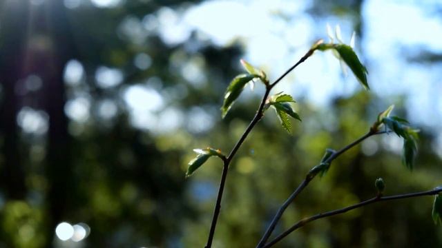 Spring - Nikon D3300 смотреть онлайн