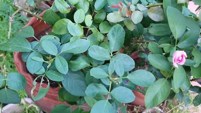 Seduction Rose Overview In Tamil. (தமிழ்)