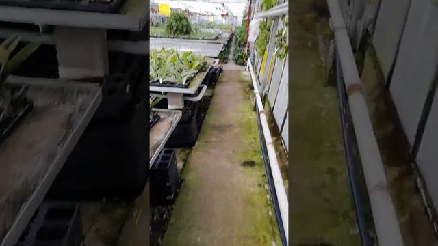 В гостях у Orchideengarten Karge теплицы смотреть онлайн