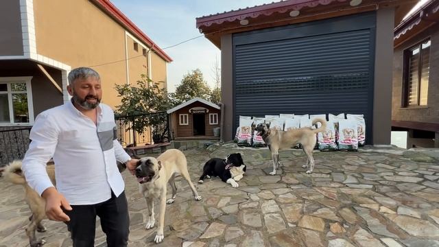 ROYAL SHİBA DAN KÖPEKLERİMİZE BÜYÜK JEST смотреть онлайн