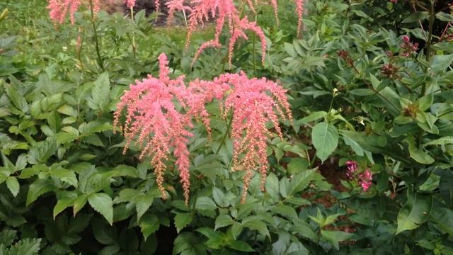 Астиьба Страуссенфедр смотреть онлайн