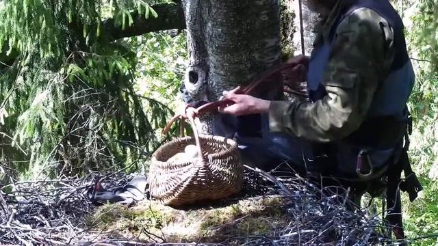 Must-toonekurg2_Black stork chicks removal from the nest/Выем птенцов черного аиста из гнезда смотреть онлайн