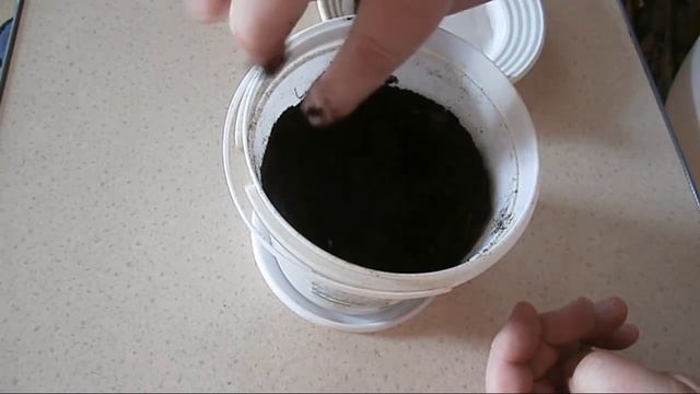 Цитрусы из косточки в домашних условиях. смотреть онлайн